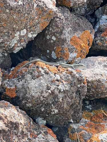 Italian Wall Lizard