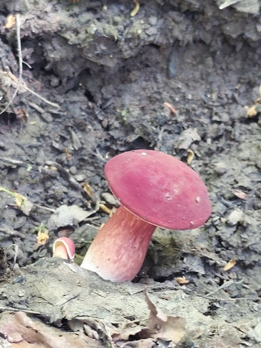 Ruby Bolete
