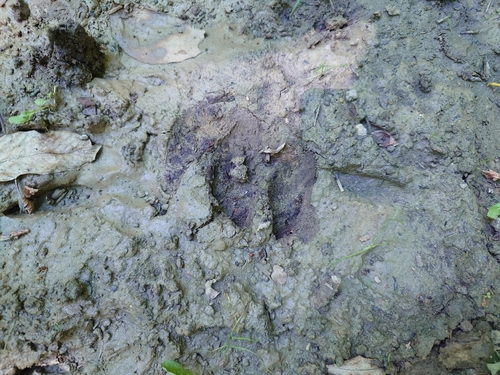 Wild Boar