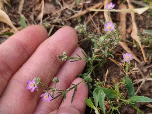 Наблюдение на iNaturalist