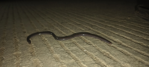 Beaked Blind Snake