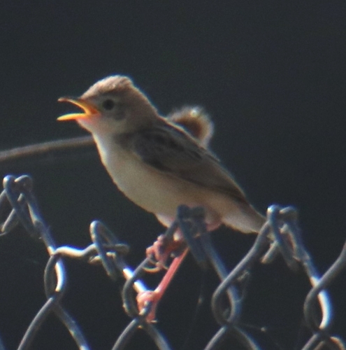 Zitting Cisticola