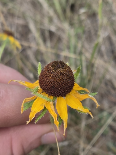 black-eyed Susan