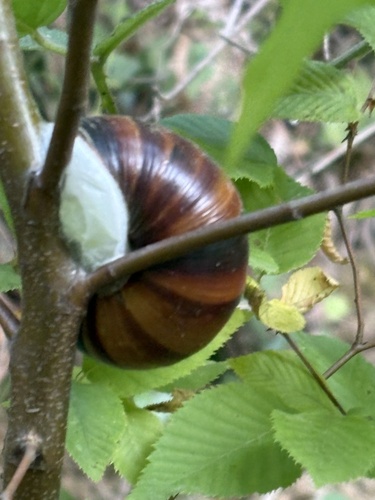 Turkish Snail