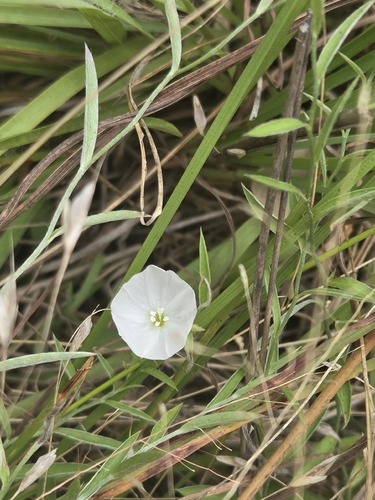 silky evolvulus