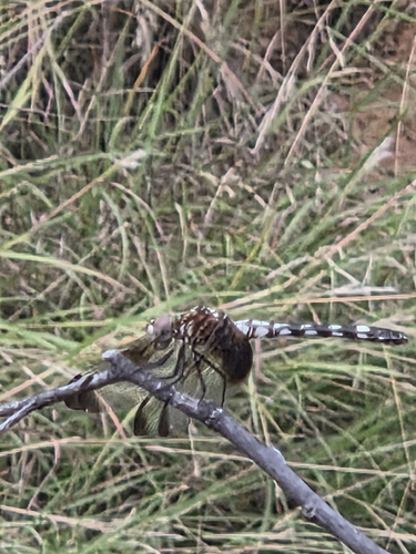 Checkered Setwing