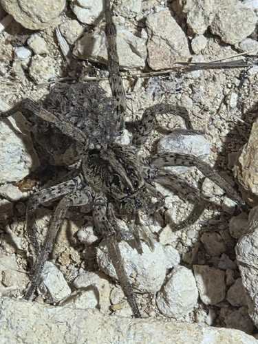 Hogna antelucana