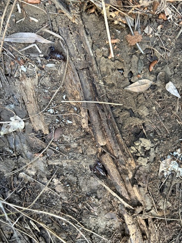 Alpiscorpius mingrelicus