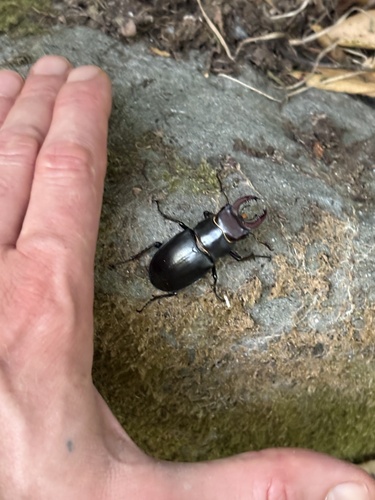 Lucanus ibericus