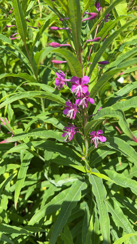 fireweed
