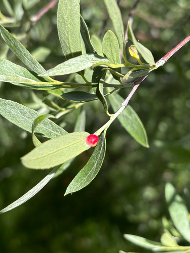 iNaturalist observation photo of Willow Apple Gall Sawfly