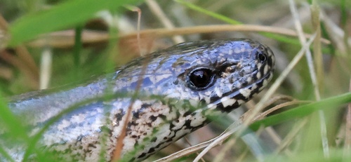 Common Slowworm