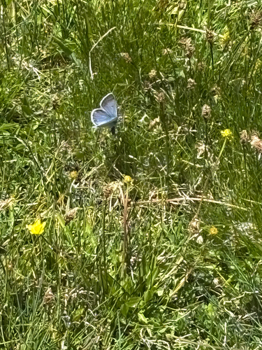 iNaturalist observation photo of Polyommatina