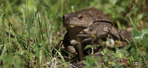 European Toad