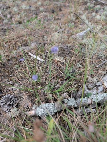 Blåmunke
