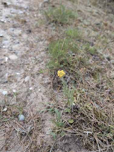 Gul Evighedsblomst
