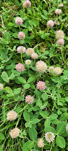 Strawberry clover