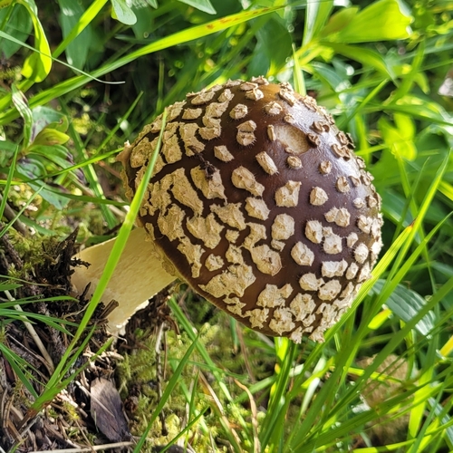 Royal fly agaric