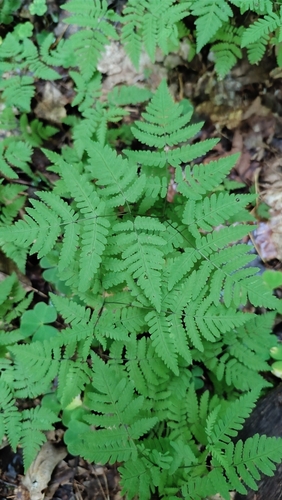 northern oak fern