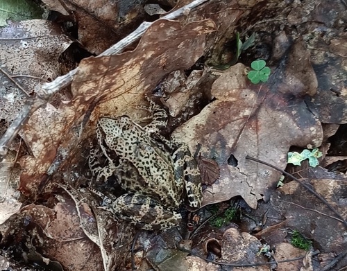 European Common Frog