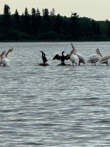 Double-crested Cormorant