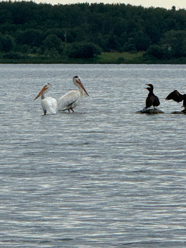American White Pelican