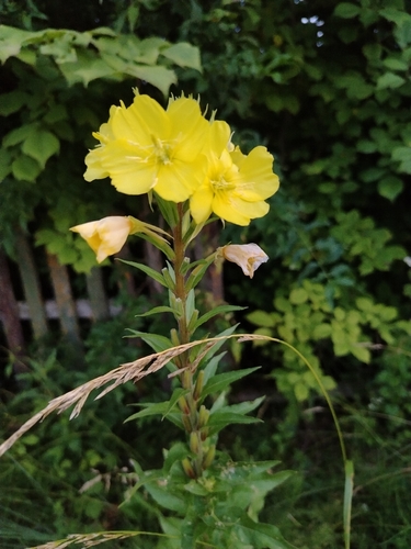 Red-stalked evening primrose