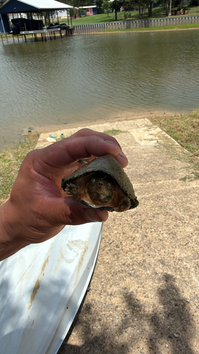 Razor-backed Musk Turtle