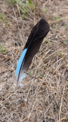 European Roller