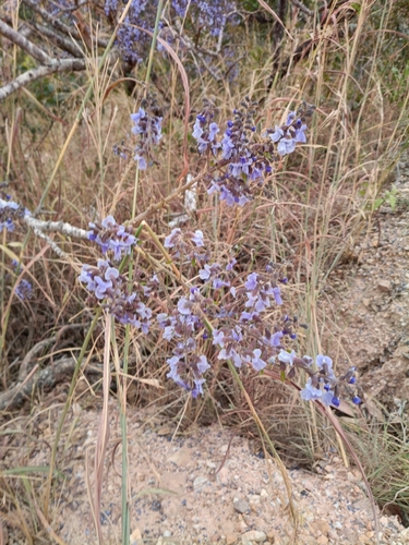 Bowdichia virgilioides