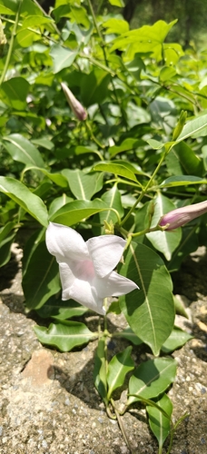 Rubber Vine