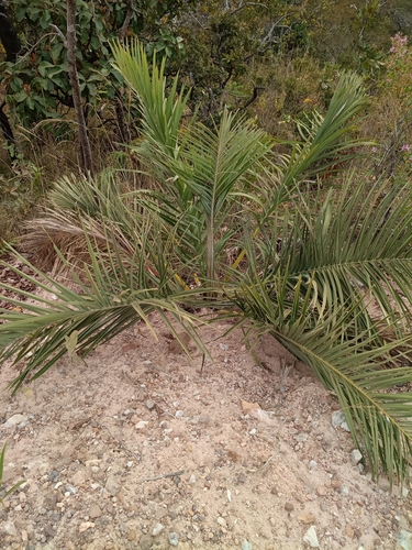 Attalea eichleri
