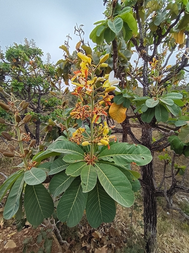 Salvertia convallariodora