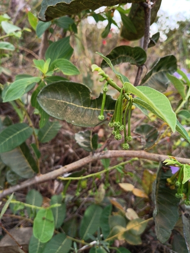 Mama Cadela