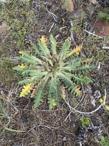 iNaturalist observation photo of Elk Thistle