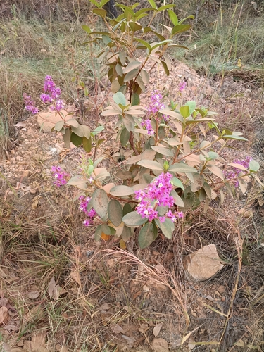 Macairea radula