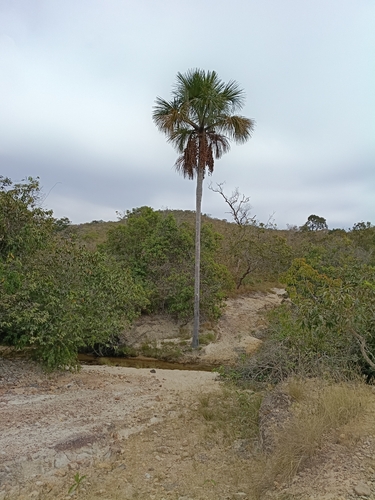moriche palm