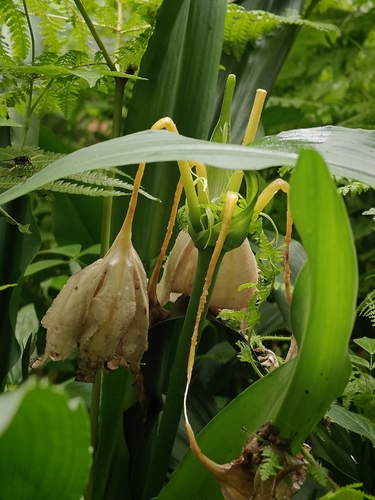 Rattrayii Crinum