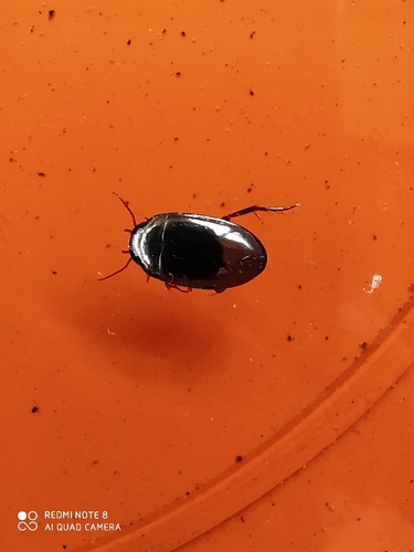 Leuronectes muelleri