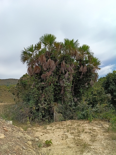 Mauritiella armata