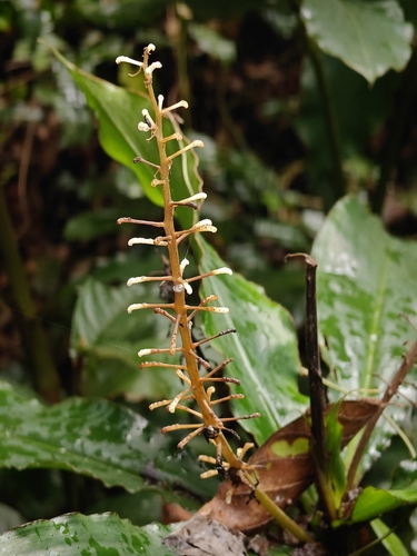 Palisota hirsuta