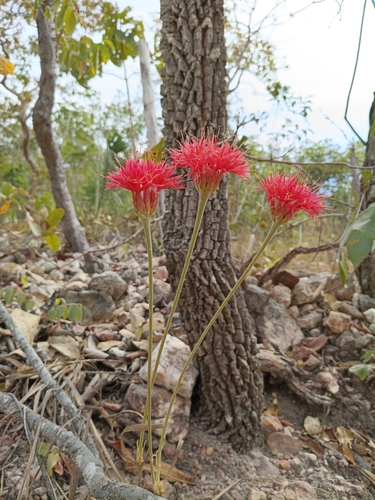 Chresta speciosa