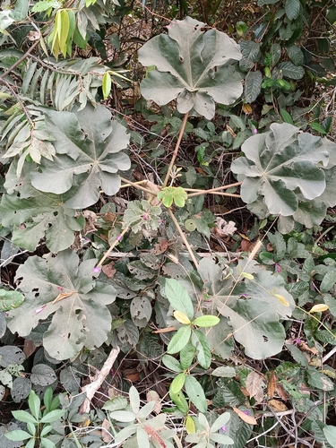 Cecropia saxatilis