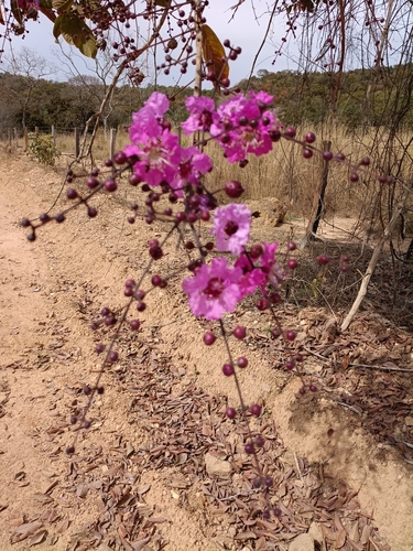 Physocalymma scaberrimum