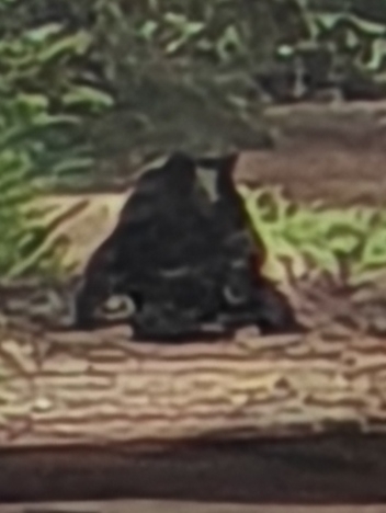 Chimpanzee