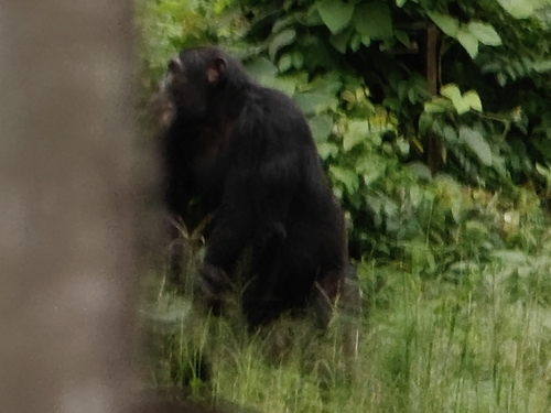 West African Chimpanzee