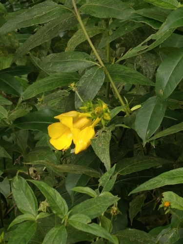 Golden Trumpet