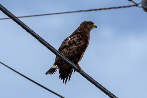 Broad-winged Hawk