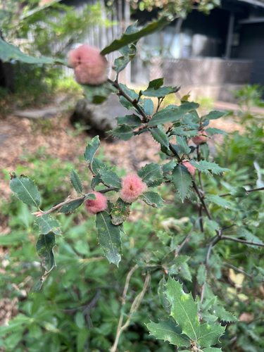 iNaturalist observation photo of Oak Gall Wasps