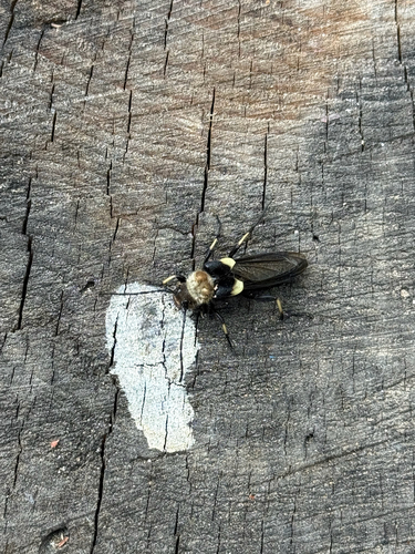 iNaturalist observation photo of Lion Beetle